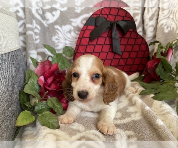 Medium Photo #9 Dachshund Puppy For Sale in SHILOH, OH, USA