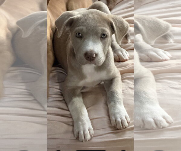 Medium Photo #2 Labrador Retriever-Unknown Mix Puppy For Sale in Rockaway, NJ, USA