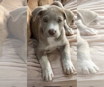 Small #1 Labrador Retriever Mix