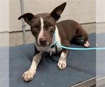 *BON BON - Female Mutt Dog for Adoption - Small photo