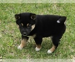 Small Photo #1 Shiba Inu Puppy For Sale in CLARK, MO, USA