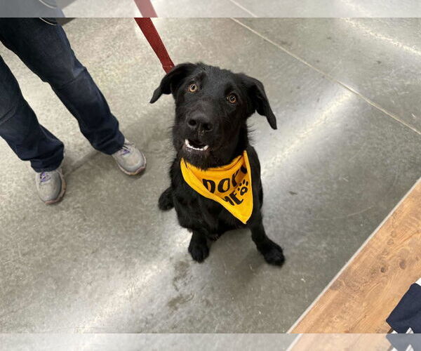 Medium Photo #7 Labrador Retriever-Unknown Mix Puppy For Sale in Clovis, CA, USA