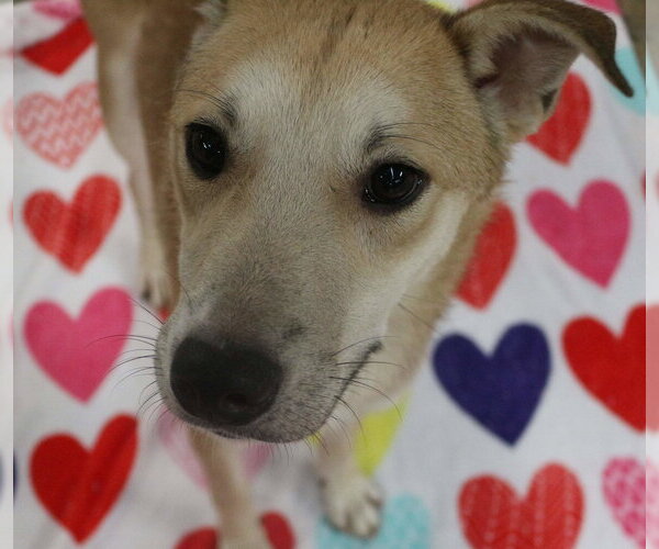 Medium Photo #3 Carolina Dog-Shiba Inu Mix Puppy For Sale in Jackson, MS, USA