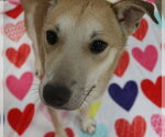 Small #2 Carolina Dog-Shiba Inu Mix