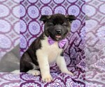 Small Photo #3 Akita Puppy For Sale in CHRISTIANA, PA, USA