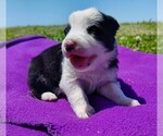 Puppy Gloria Border Collie