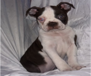 Boston Terrier Puppy for Sale in ARLINGTON, Washington USA