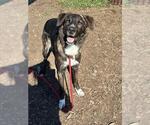RICO - Male Australian Shepherd-Unknown Mix Dog for Adoption - Small photo
