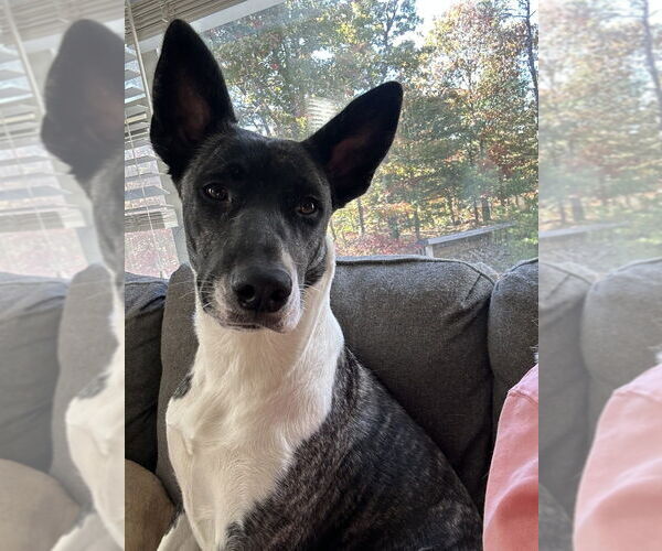 Medium Photo #8 Labrador Retriever-Unknown Mix Puppy For Sale in Brewster, NY, USA