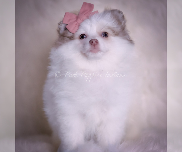 Medium Photo #82 Pomeranian Puppy For Sale in WARSAW, IN, USA