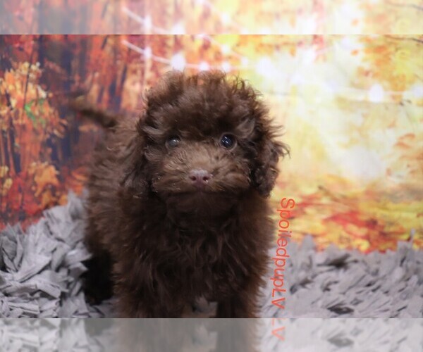Medium Photo #4 Poodle (Toy) Puppy For Sale in LAS VEGAS, NV, USA