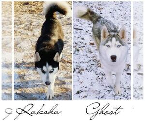 Siberian Husky Puppy for sale in KANSAS CITY, MO, USA