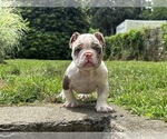 Small #3 American Bully