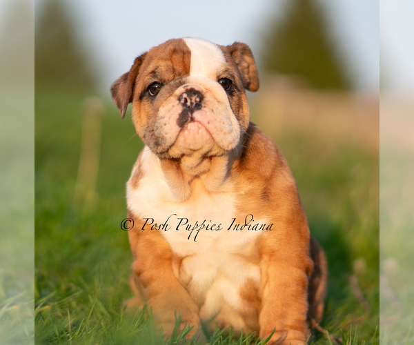 Medium Photo #3 Bulldog Puppy For Sale in WARSAW, IN, USA