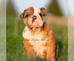 Small #2 Bulldog