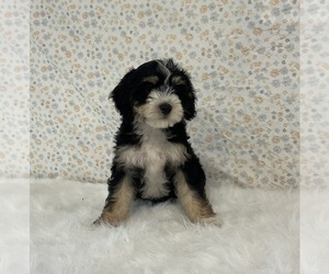 Miniature Bernedoodle Puppy for sale in FREDERICKSBURG, OH, USA