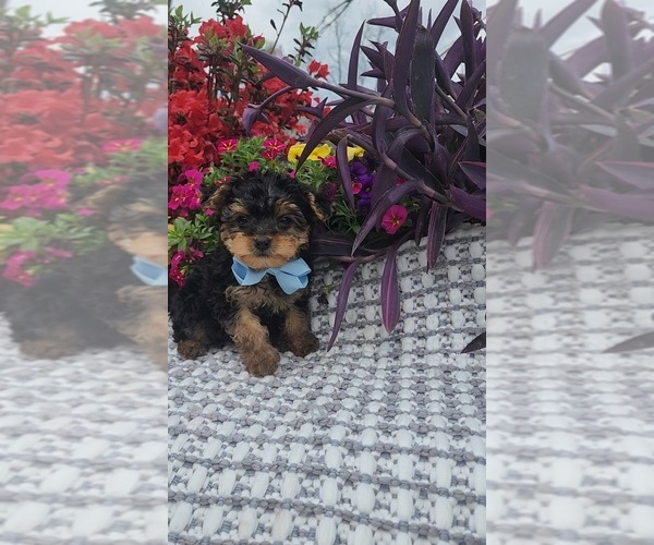 Medium Photo #5 Yorkshire Terrier Puppy For Sale in INDIANAPOLIS, IN, USA