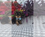 Small #4 Yorkshire Terrier