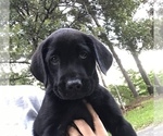 Small Photo #7 Labrador Retriever Puppy For Sale in WACO, GA, USA
