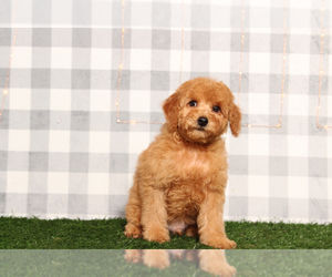Goldendoodle (Miniature) Puppy for sale in MARIETTA, GA, USA