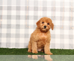 Small Goldendoodle (Miniature)