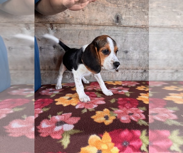 Medium Photo #2 Beagle Puppy For Sale in VERMONTVILLE, MI, USA