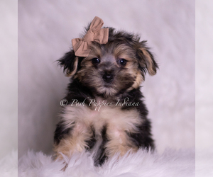 Medium Morkie