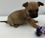 Small Photo #12 Chorkie Puppy For Sale in SAINT AUGUSTINE, FL, USA