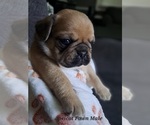 Small #4 Pug