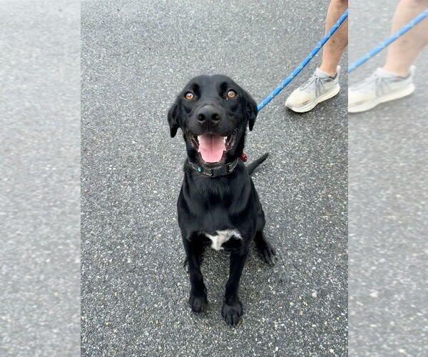 Medium Photo #16 Labrador Retriever-Unknown Mix Puppy For Sale in Brewster, NY, USA