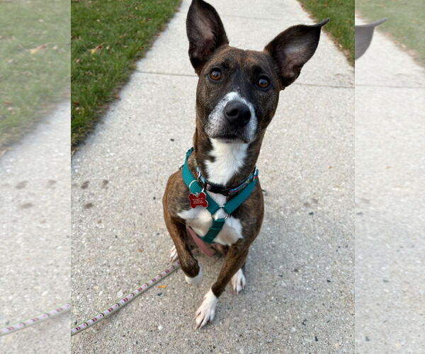 Medium Photo #17 Chihuahua-Dutch Shepherd  Mix Puppy For Sale in Grafton, WI, USA