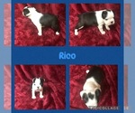 Puppy Puppy 2 Rico Boston Terrier