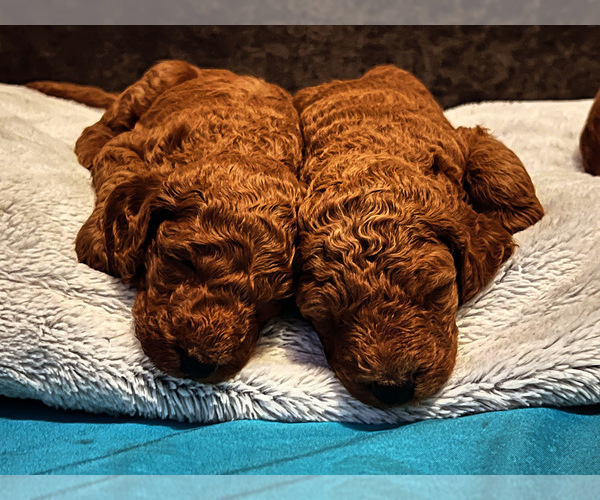 Medium Photo #4 Goldendoodle Puppy For Sale in SAN DIEGO, CA, USA