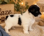 Small #3 Yorkshire Terrier