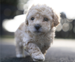 Small #4 Bichpoo-Maltipoo Mix