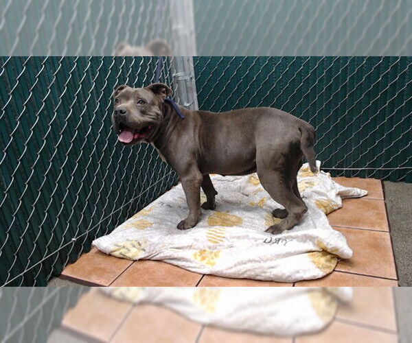 Medium Photo #1 Mutt Puppy For Sale in Downey, CA, USA