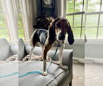Small #1 Coonhound Mix