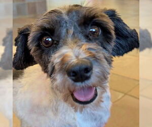 Mutt Dogs for adoption in Arlington, VA, USA