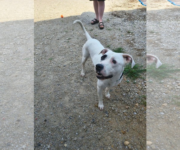 Medium Photo #2 American Pit Bull Terrier-Argentinian Mastiff Mix Puppy For Sale in Stover, MO, USA