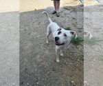 Small #1 American Pit Bull Terrier-Argentinian Mastiff Mix
