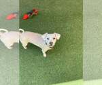 Small #1 Poodle (Miniature)