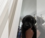 Puppy Lt Purple Labrador Retriever