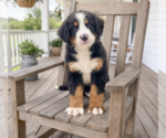 Image preview for Ad Listing. Nickname: Iris