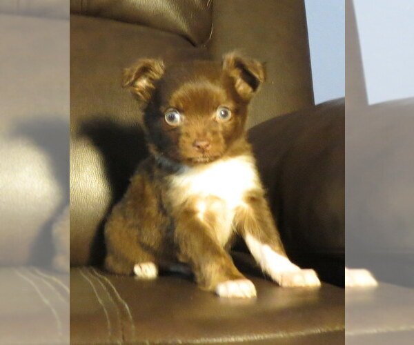 Medium Photo #5 Chihuahua Puppy For Sale in HAYES, VA, USA
