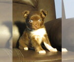 Small #4 Chihuahua