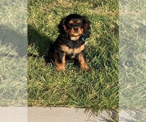 Cavalier King Charles Spaniel Puppy for sale in MERIDIAN, ID, USA