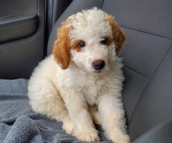 Medium Photo #13 Bernedoodle (Miniature) Puppy For Sale in LEETONIA, OH, USA
