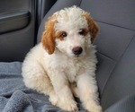 Small #12 Bernedoodle (Miniature)