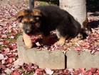 Small Photo #24 German Shepherd Dog Puppy For Sale in FOREST GROVE, OR, USA