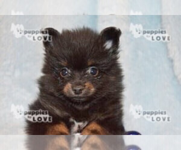 Medium Photo #5 Pomeranian Puppy For Sale in SANGER, TX, USA